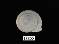 藏品(鹿野氏蝸牛)的圖片